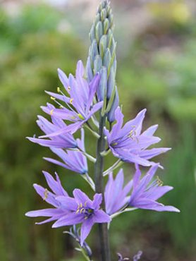 Камассия Лейхтлина Caerulea 12/14 (1 шт)