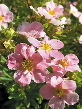 Лапчатка кустарниковая Princess (1 шт)