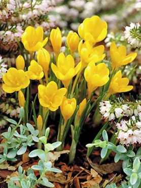 Крокус ботанический анкарский Golden Bunch 5/+ (5 шт)