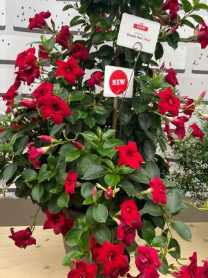 Дипладения Sundaville Double Red (1 шт)
