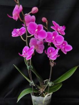 Фаленопсис гибридный Lilac (1 шт)