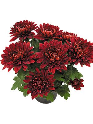 Хризантема горщикова Vido Red (3 шт) - 1