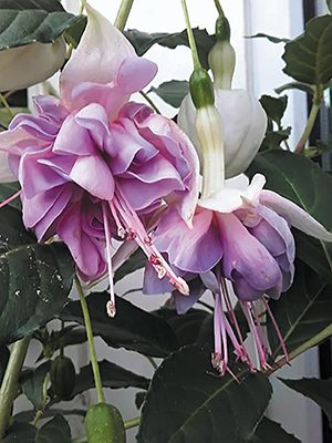Фуксія гібридна Jollies La Grande Picardie (3 шт) - 1