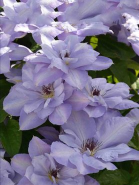 Клематис гибридный Blue Cotillion (1 шт)
