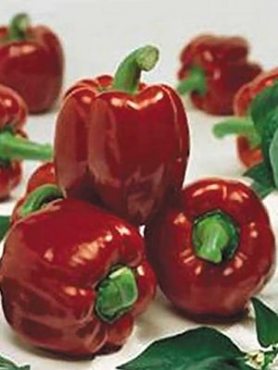 Перець солодкий Альоша Попович (30 шт)