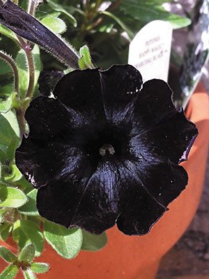 Петуния полуампельная Happy Magic Charcoal Black (6 шт) - 1