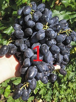 Виноград Академик (2 шт) - 2