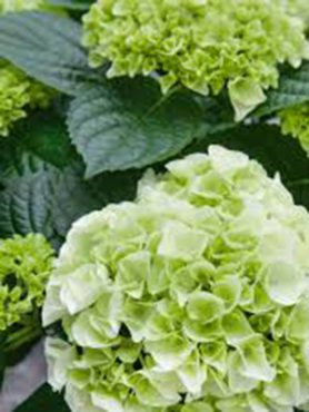 Гортензия крупнолистная Bela Branco (1 шт)
