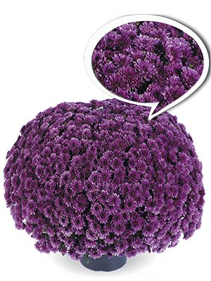 Хризантема мелкоцветковая низкорослая Paradiso Purple (3 шт) - 1
