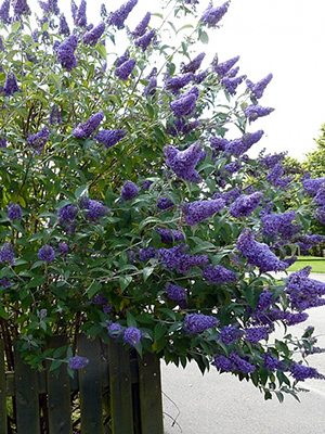 Буддлея Давида Empire Blue (1 шт) - 1