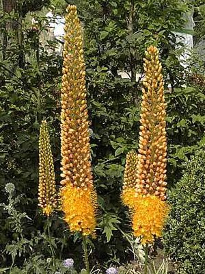 Eremurus вузьколистий, або Бунге (1 шт) - 1