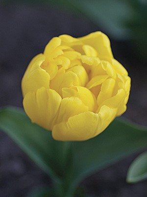 Тюльпаны Махровые ранние Yellow Baby 10/11 (100 шт) - 1