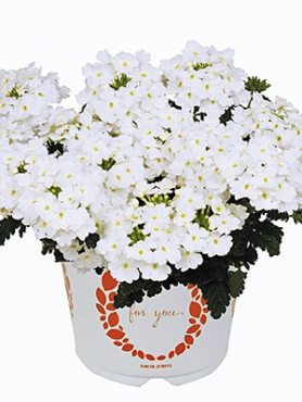 Вербена гибридная Empress Sun White (Р12) (1 шт)