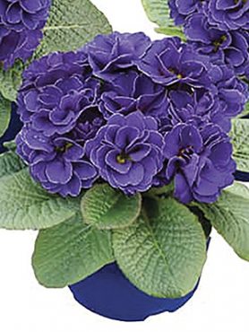 Примула обыкновенная (акаулис) Rubens Blue Shades F1 (3 шт)