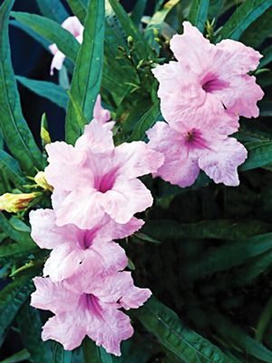 Руэллия Бриттона Southern Star Pink, розовая (5 шт) - 1