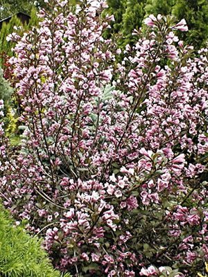 Вейгела цветущая Nana Purpurea (осень) (1 шт) - 1