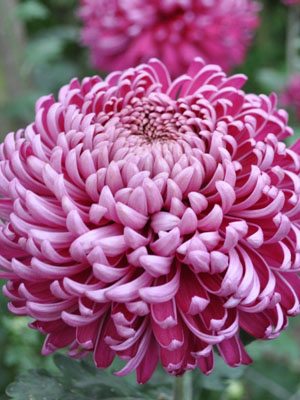 Хризантема зрізна Regal Mist Purple (3 шт) - 1