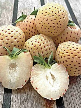 Земляника крупноплодная (клубника) Bianka Fragola (6 шт)