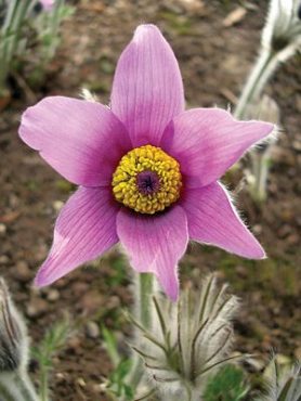 Прострел обыкновенный (сон-трава) Pink Bells, розовый (0,2 г)