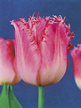 Тюльпани Бахромчасті Fancy Frills 12/+ (500 шт)