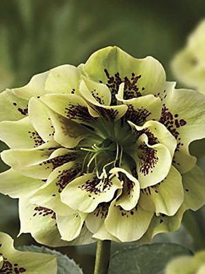 Морозник восточный Double Ellen Spotted Yellow (1 шт) - 1