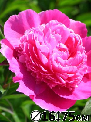 Пион молочноцветковый Bouquet Perfect (1 шт) - 1