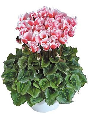 Цикламен среднецветковый Premium Abanico Saumon F1 (1 шт) - 1