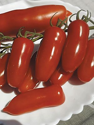 Томат колекційний ЧЕРЕВИЧКИ (30 шт) - 1