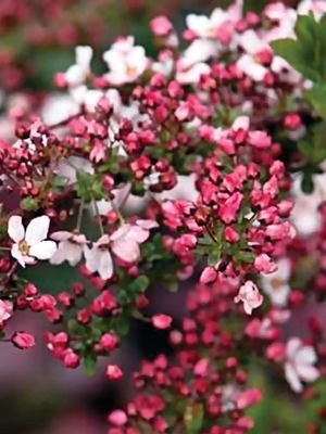 Спирея Тунберга Fujuno Pink (1 шт) - 1