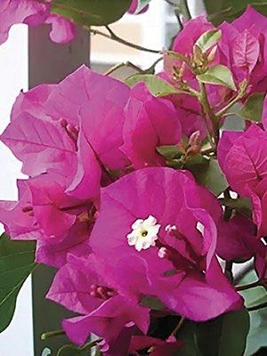 Бугенвілея Vera Purple (1 шт) осінь