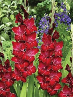 Гладиолус садовый Baccara (5 шт)
