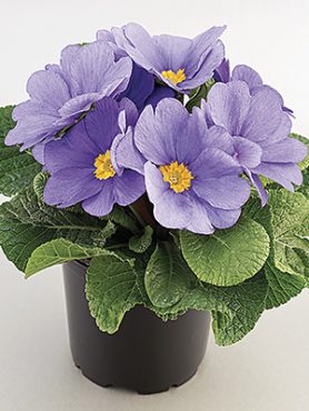 Примула звичайна (акаулис) Aurela Blue Light F1 (3 шт)