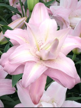 Восточные гибриды Lotus Queen 12/14 (1 шт)