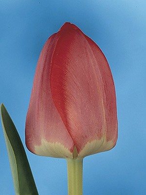 Тюльпаны Дарвиновы гибр. Spring Song 12/+ (100 шт) - 1