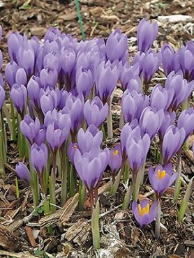 Крокус ботанический косанини April View 5/7 (3 шт)