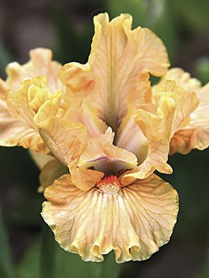 Ирисы карликовые бородатые Pantykapei (1 шт) - 1