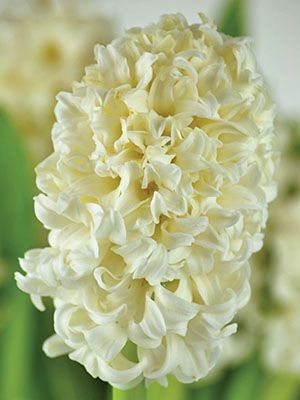Гиацинт садовый Top White 14/15 (20 шт) - 1