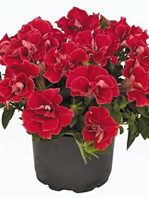 Петуния Origami Red (3 шт) - 1