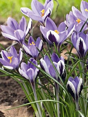 Крокус ботанический двухцветковый Spring Beauty 5/7 (5 шт) - 1
