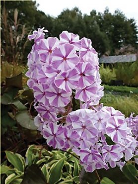 Флокс метельчатый All In One (1 шт)