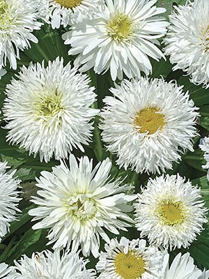 Нивяник наибольший Crazy Daisy (3 шт) - 1