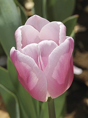 Тюльпаны Триумф Gabriella 12/+ (500 шт) - 1