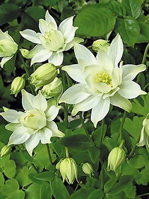 Водозбір звичайний Clementine White (1 шт) - 1