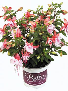 Фуксия гибридная Bella Bianka (Р12) (1 шт)