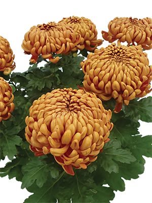 Хризантема горшечная Jokapi (3 шт) - 1