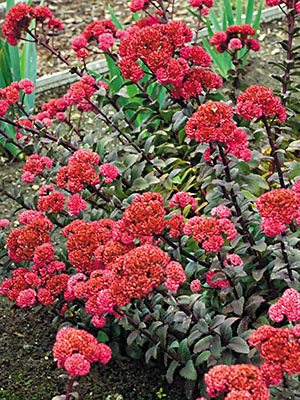 Очитник обыкновенный Red Cauli (1 шт) - 1