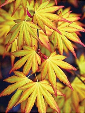Клен дланевидный Katsura(1 шт)