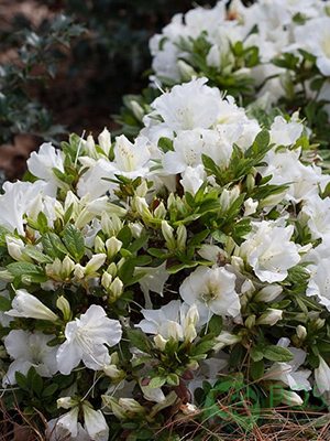 Рододендрон японский Pleasant White (1 шт) - 1