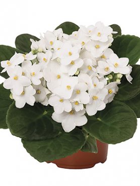 Сенполия (узамбарская фиалка) MAXI Roccoco White (1 шт)