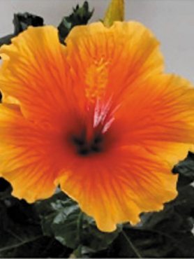 Гибискус китайский Fiori Grande Evora (1 шт)